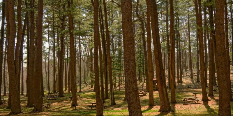 从工作室到全球视野:解码张武松艺术IP的三大全球化运营法则